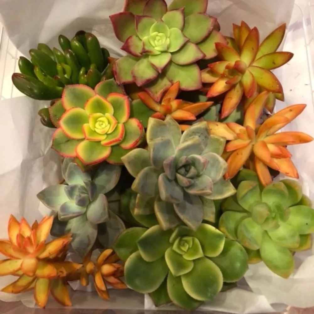 20 Assorted succulent clippings